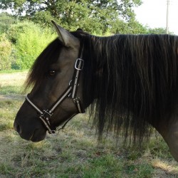 Synthetic halter, leather padded at nose and crown. 